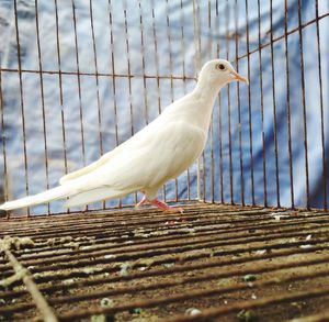 Close-up of seagull perching in cage