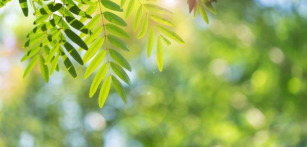 Close-up of fresh green leaves