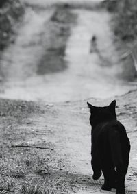 Rear view of dog on road