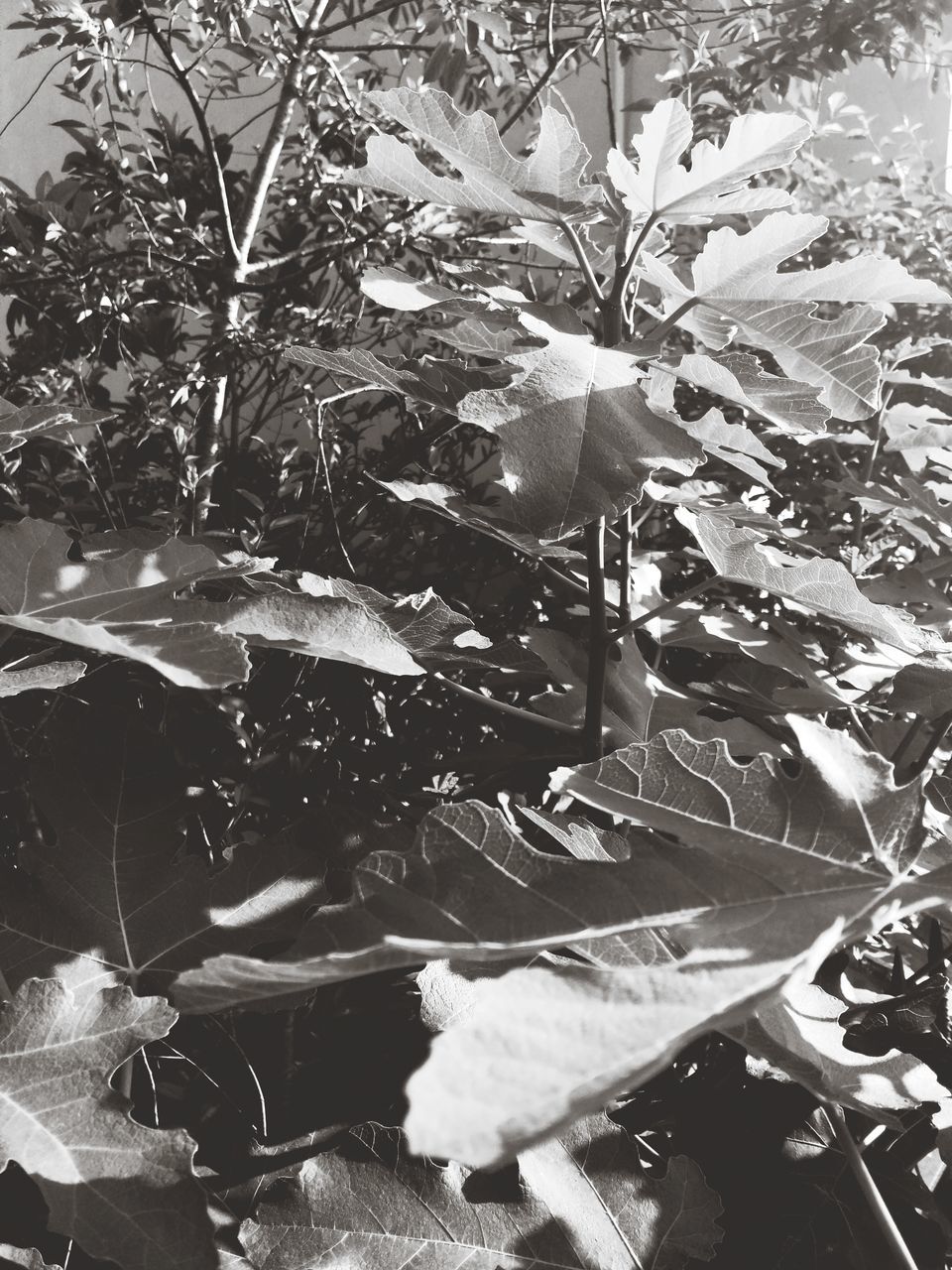 FULL FRAME SHOT OF FLOWERING PLANT LEAVES