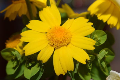 Close-up of yellow flower blooming outdoors