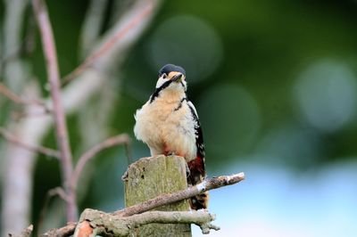 Close-up of bird perching on a branch