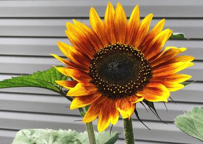 Close-up of sunflower