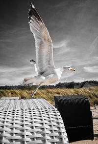 Seagull flying over a field