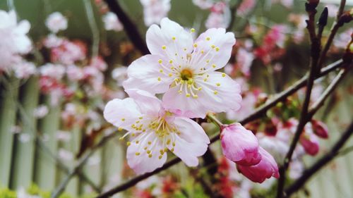 Close-up of white flowers blooming on tree