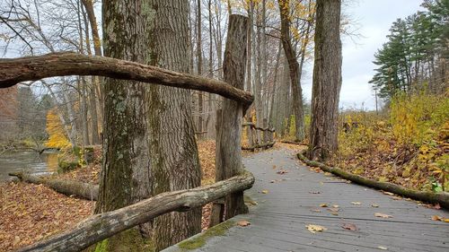 Footpath amidst trees in forest