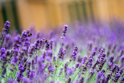 Close-up of purple flowering plants on field