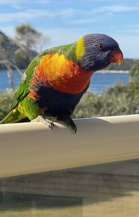 pet