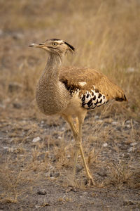 Kori bustard walks across savennah crossing legs