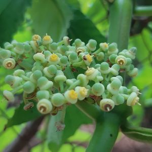 Close-up of succulent plant