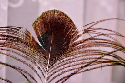 Close-up of plant