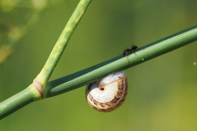 Close-up of snail on plant