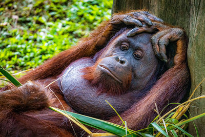 Close-up of a orangutan 