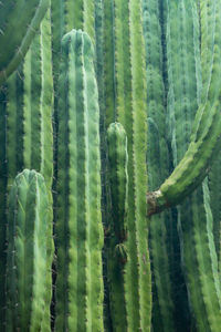 Full frame shot of succulent plant