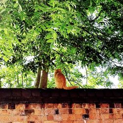 Low angle view of tree against building