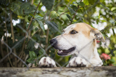 Close-up of a dog looking away