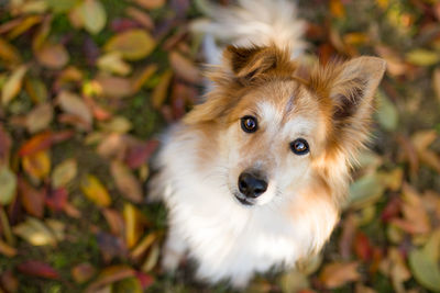 Close-up portrait of dog on field