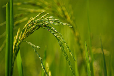 Rice  is a cultivated plant, that is a symbol of fertility, well-being