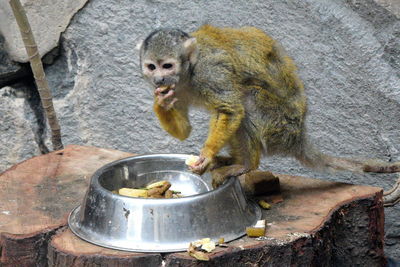 Close-up of monkey eating food