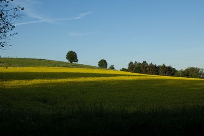 Scenic view of field against clear sky