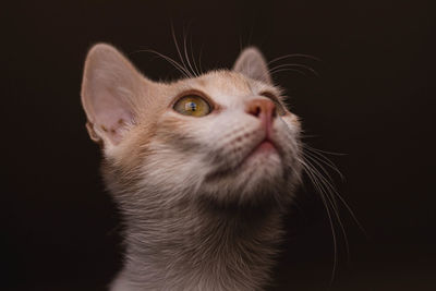 Close-up of cat looking away against black background