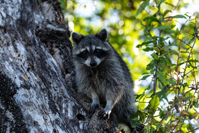 Young raccoon procyon lotor marinus forages for food in naples florida among the forest.