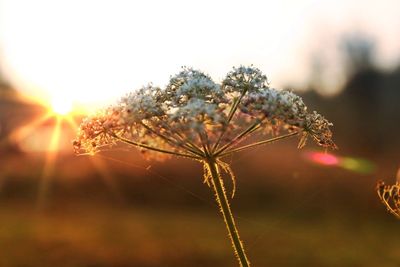 Close-up of plant against blurred background