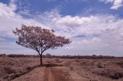 Tree on field against sky