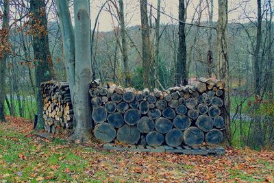 Stack of logs in forest