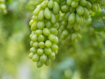 Close-up of grapes growing in vineyard