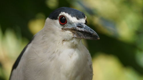 Close-up of a bird looking away