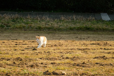 Horse on field