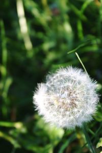 Close-up of dandelion