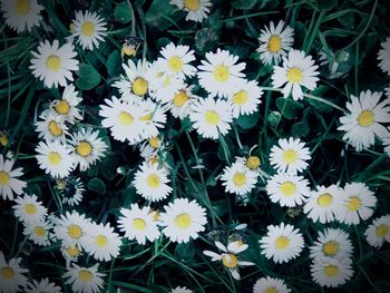 High angle view of daisies