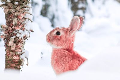 Close-up of squirrel on snow