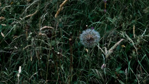 Close-up of dandelion on field