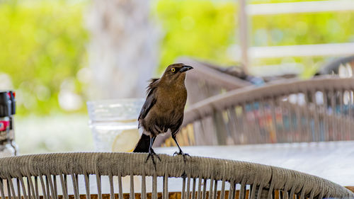 bird