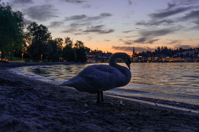 Swan in a lake