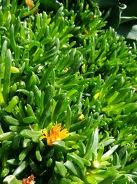 Close-up of plants