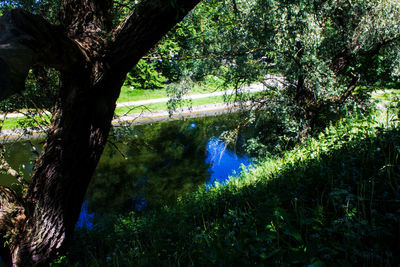 Trees by lake in forest