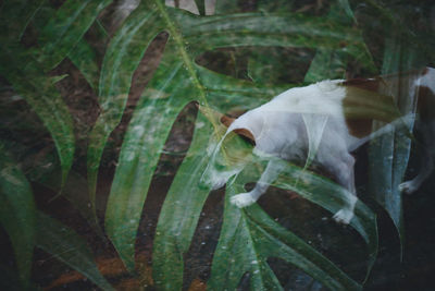Close-up of lizard on plant