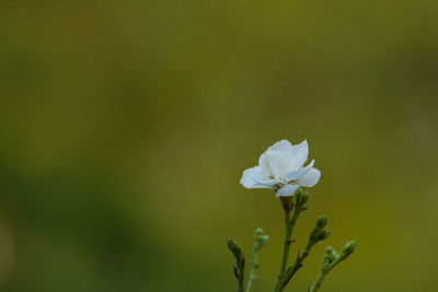 Close-up of white flowering plant