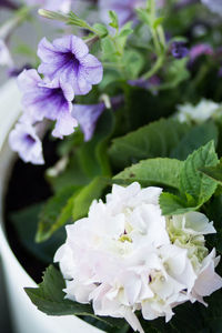 Close-up of white flowering plant