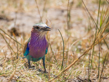 Close-up of lilac-breasted roller bird perching on field