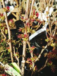 Close-up of flower tree