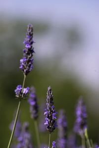 Close-up of purple flowering plant on field