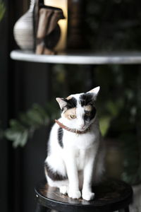 Portrait of cat sitting on table