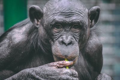 Portrait of man eating face in zoo