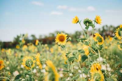 Close-up of yellow flowering plant on field