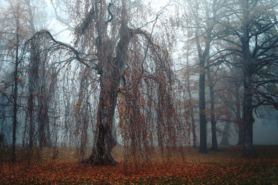 Trees in forest during autumn